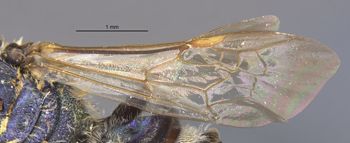 Media type: image;   Entomology 32618 Aspect: Wing front